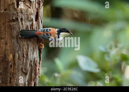 Rufous-backed Sibia (Leioptila annectens), "Hornbill Valley", Yingjiang county, southwest Yunnan, China 25th Dec 2018 Stock Photo