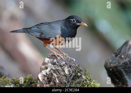 Black-breasted Thrush (Turdus dissimilis), male, wild, but attracted to water feature, Gaoligong Shan, southwest Yunnan, China 1st Jan 2019 Stock Photo