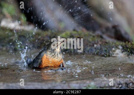 Black-breasted Thrush (Turdus dissimilis), wild, but attracted to water feature, Gaoligong Shan, southwest Yunnan, China 1st Jan 2019 Stock Photo