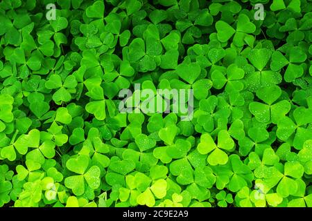 clover background, bright green botanical texture Stock Photo