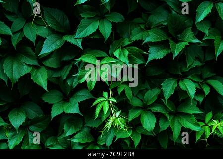 Virginia creeper dark green leaves background, Parthenocissus quinquefolia foliage texture Stock Photo