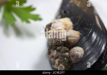 Mussel colony wild sea crustacean food seafood ocean fresh edible shell ...