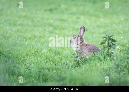 Young wild rabbit at the edge of a field Stock Photo