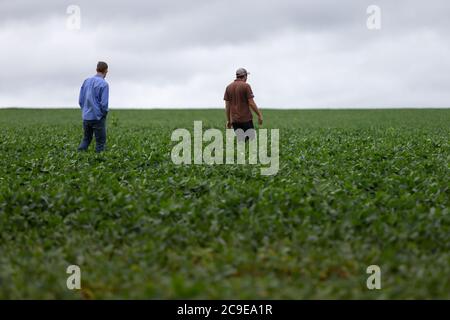 two farmers men workers walking on soy crop field - blurred background Stock Photo