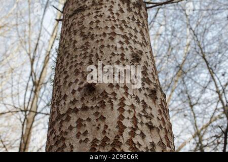 White Poplar (Populus alba) distinctive diamond pattern on the bark. Woodland sights: trees; bark; roots; texture. Stock Photo