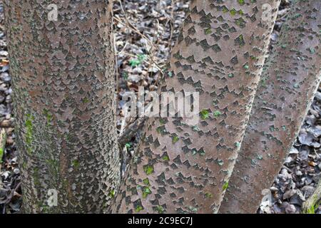 White Poplar (Populus alba) distinctive diamond pattern on the bark. Woodland sights: trees; bark; roots; texture. Stock Photo