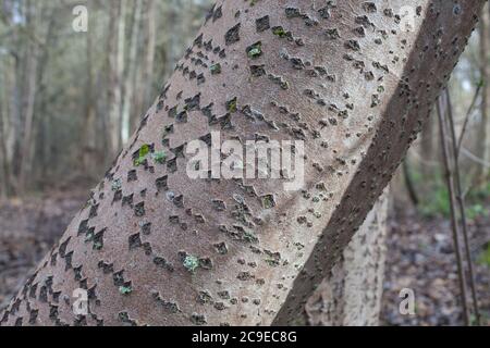 White Poplar (Populus alba) distinctive diamond pattern on the bark. Woodland sights: trees; bark; roots; texture. Stock Photo