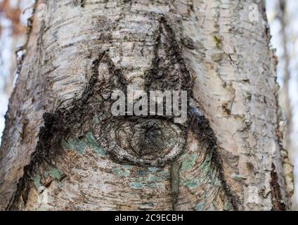 Silver Birch (Betula pendula). Woodland sights: trees; bark; roots; texture. Stock Photo