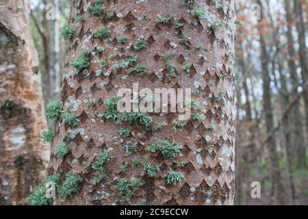 White Poplar (Populus alba) distinctive diamond pattern on the bark. Woodland sights: trees; bark; roots; texture. Stock Photo