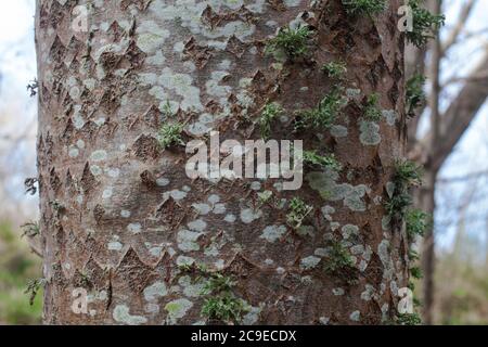 Woodland sights: trees; bark; roots; texture. Stock Photo