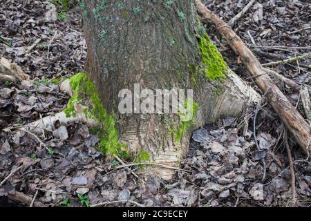 Woodland sights: trees; bark; roots; texture. Stock Photo