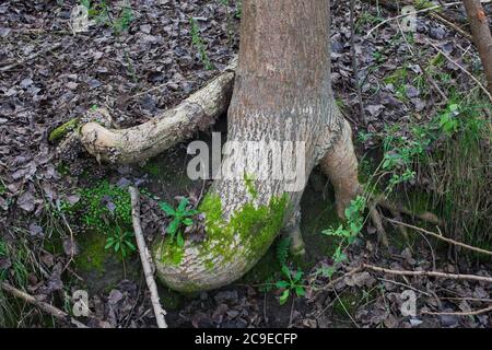 Woodland sights: trees; bark; roots; texture. Stock Photo