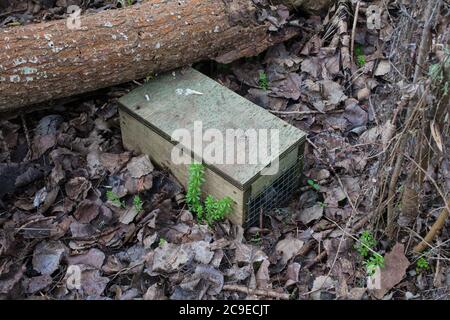 A look at New Zealand. Traps for pest control in a local woodland. These traps are catching hedgehogs! Stock Photo