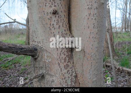 White Poplar (Populus alba) distinctive diamond pattern on the bark. Woodland sights: trees; bark; roots; texture. Stock Photo