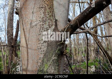 White Poplar (Populus alba) distinctive diamond pattern on the bark. Woodland sights: trees; bark; roots; texture. Stock Photo