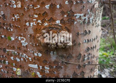 White Poplar (Populus alba) distinctive diamond pattern on the bark. Woodland sights: trees; bark; roots; texture. Stock Photo