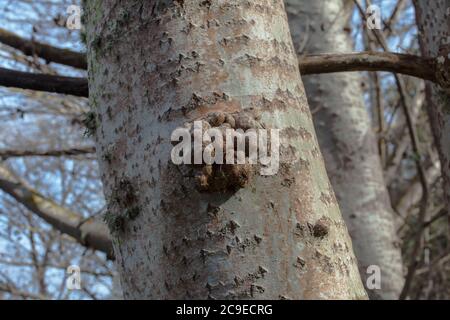 White Poplar (Populus alba) distinctive diamond pattern on the bark. Woodland sights: trees; bark; roots; texture. Stock Photo