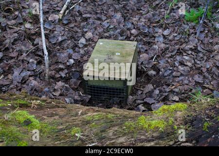 A look at New Zealand. Traps for pest control in a local woodland. These traps are catching hedgehogs! Stock Photo