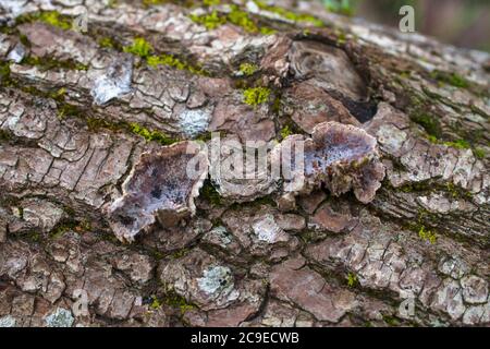 Woodland sights: trees; bark; roots; texture. Stock Photo