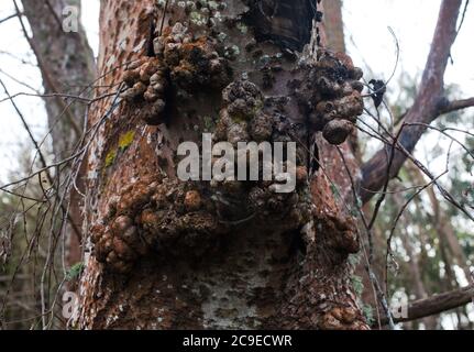Woodland sights: trees; bark; roots; texture. Stock Photo