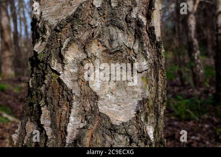 Silver Birch (Betula pendula). Woodland sights: trees; bark; roots; texture. Stock Photo