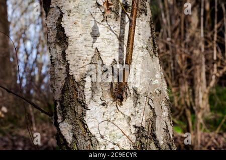 Silver Birch (Betula pendula). Woodland sights: trees; bark; roots; texture. Stock Photo