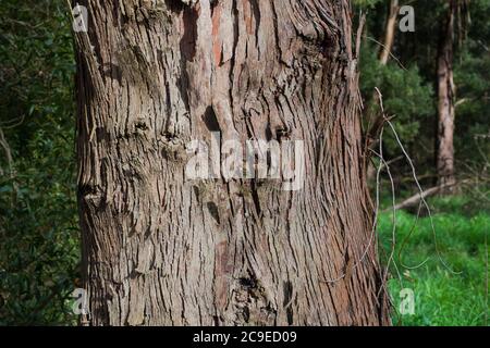 Woodland sights: trees; bark; roots; texture. Stock Photo