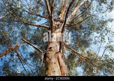 Woodland sights: trees; bark; roots; texture. Stock Photo