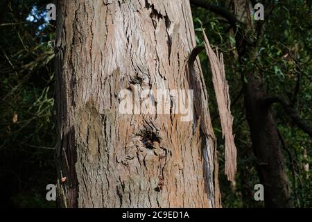 Woodland sights: trees; bark; roots; texture. Stock Photo
