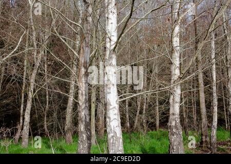 Silver Birch (Betula pendula). Woodland sights: trees; bark; roots; texture. Stock Photo