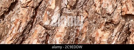 Bark tree texture. Brown wood background. Rough forest pattern Stock Photo