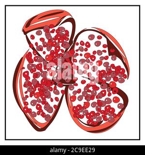Garnet. Isolated images of fruits on a white background from a set about proper nutrition, veganism and vegetarianism. Stock Vector