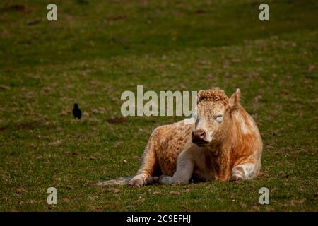 Close up image of a sleeping orange hairy cattle with fluffy furs. The cow is lying on a large grass meadow with the eyes shut. Example for traditiona