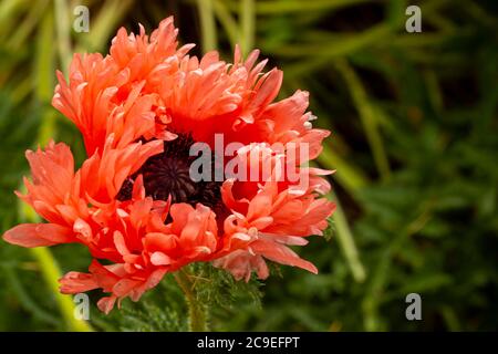 Close up isolated image of a variety of Chrysanthemum and morifolium hyrid flower. This has multiple orange, red daisy like petals and prominent stame Stock Photo