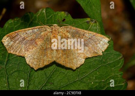 Close up macro lens image of a light brown, beige colored moth resting with on a leaf with wings open. It has velvety fragile wings and feather like a Stock Photo