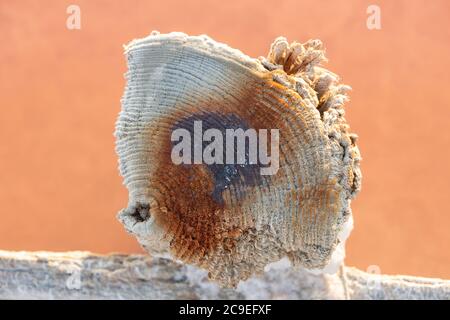 An old stump, circles standing in the water of a pink lake covered with salt. Stock Photo