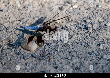 Close up image of a male Long tailed Skimmer also known as the common whitetail (libellula lydia) dragonfly on the ground. It has distinct dark brown Stock Photo
