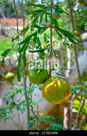 Raw Pomegranate Fruit With Green Leaves & Branches At The Garden. Stock Photo