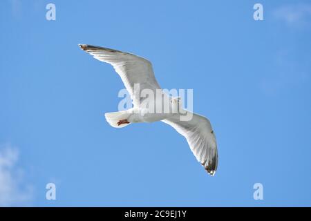 Seagull in flight against blue sky, background., seen from below Stock Photo