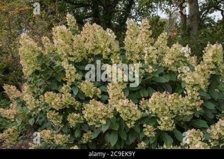 Autumn Foliage of a Paniculate Hydrangea Shrub (Hydrangea paniculata 'Tardiva') in a Woodland Garden at Rosemoor, Rural Devon, England, UK Stock Photo