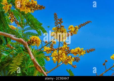 Radha Chuda Flower With Green Leaves & Branches On Clear Blue Sky Background. Stock Photo