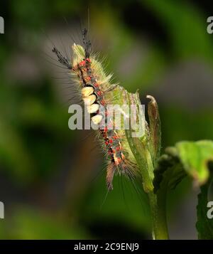 Orgyia antiqua, the rusty tussock moth or vapourer, is a moth in the family Erebidae. Stock Photo