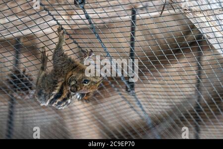 Chipmunk is hanging upside down on the ceiling of the cage in the zoo. Stock Photo