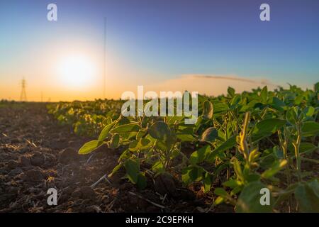 sprinklers watering large field of crops for rich harvest Stock Photo