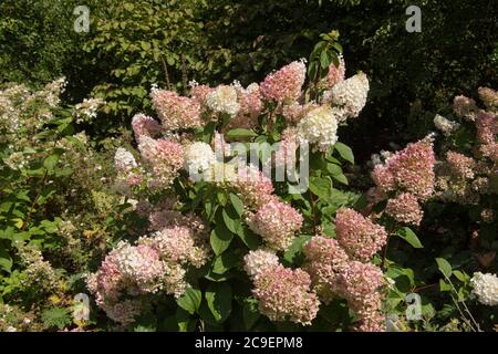 Autumn Colours of the Pink Flushed Flower Heads of a Paniculate Hydrangea Shrub (Hydrangea paniculata 'Silver Dollar') in a Country Cottage Garden Stock Photo
