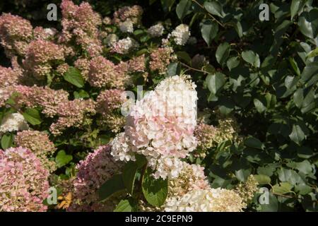 Autumn Colours of the Pink Flushed Flower Heads of a Paniculate Hydrangea Shrub (Hydrangea paniculata 'Silver Dollar') in a Country Cottage Garden Stock Photo