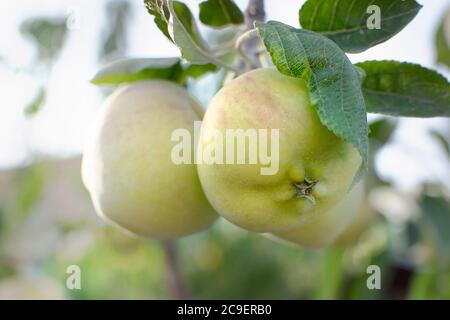 Three natural green apples on the branch against a sunset sun light. Organic fruit harvest in the orchard. Stock Photo
