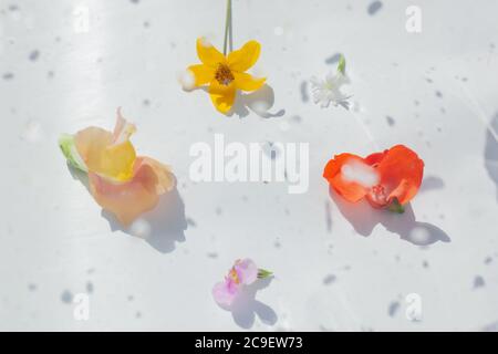 Natural elements hi-res stock photography and images - Alamy