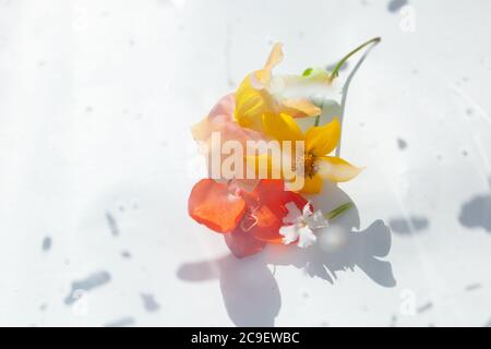 Natural elements hi-res stock photography and images - Alamy