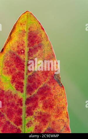 isolated red leaf on a green background. autumnal concept. bookmark format